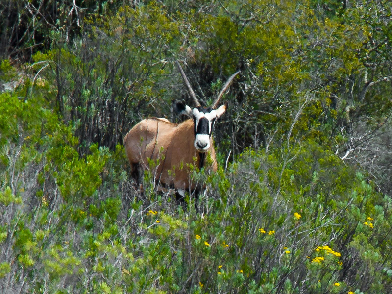 Gemsbok_AGL