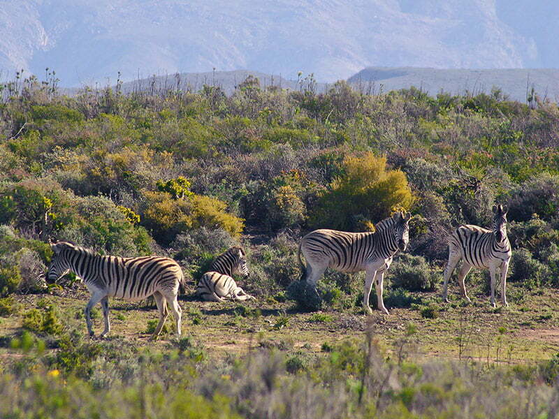 Game Drive Zebra