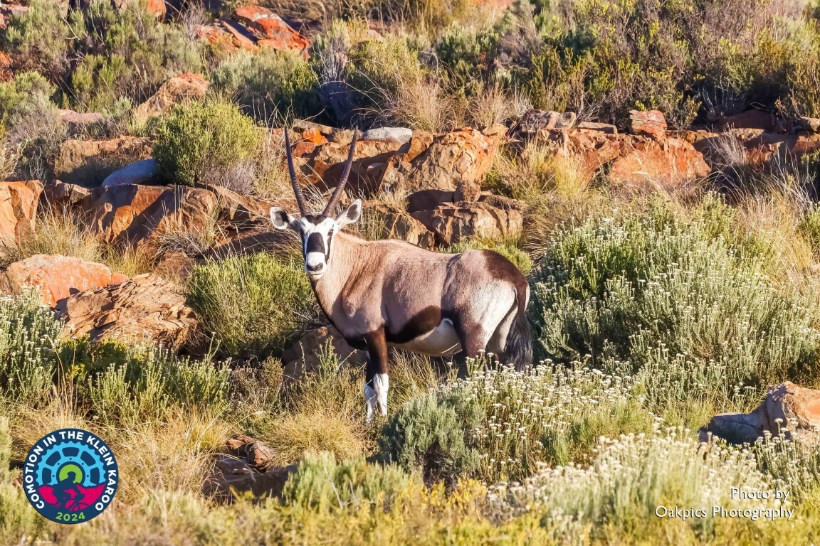 Gemsbok_Medium
